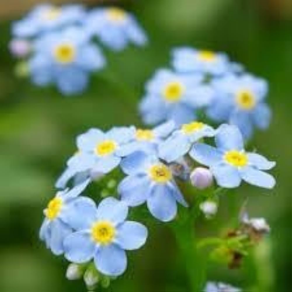 Amazon.co.jp: 秋春蒔き 勿忘草 わすれなぐさ わすれな草ドワーフ